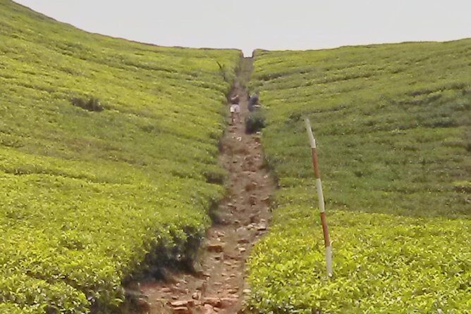 Private Day trip Kandy & pinnawala with your selected attractions - Practical Details and Tips
