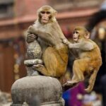 Private Day Trip to Abhaneri Stepwell & Monkey Temple from Jaipur - Authentic Experiences and Practical Tips