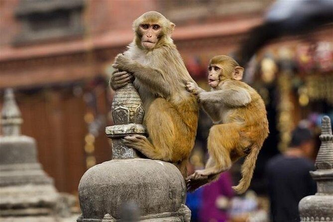 Private Day Trip to Abhaneri Stepwell & Monkey Temple from Jaipur - Authentic Experiences and Practical Tips