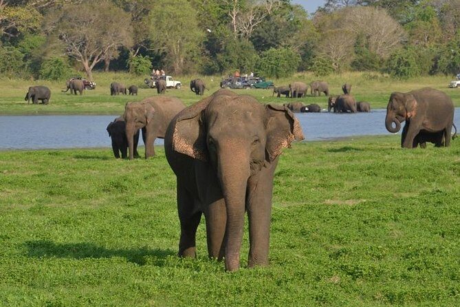 Private Day Trip to Pidurangala Rock & Jeep Safari From Colombo - Transportation & Duration