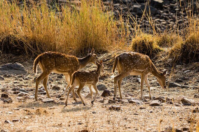 Private Day Trip to Ranthambore Tiger Reserve from Jaipur - FAQ