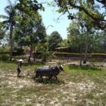 Private Day Trip To Visit MY LAI MASSACRE from Hoi an or Da Nang City - What Makes This Tour Stand Out
