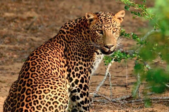 Private Day Trip to Yala National Park from Colombo - FAQ: Practical questions about this Yala day trip