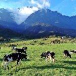 Private Desa Dairy Farm, Kinabalu National Park, Hot Spring & Canopy Walk Tour - Exploring Kampung Marakau: Fish Spa and Village Views