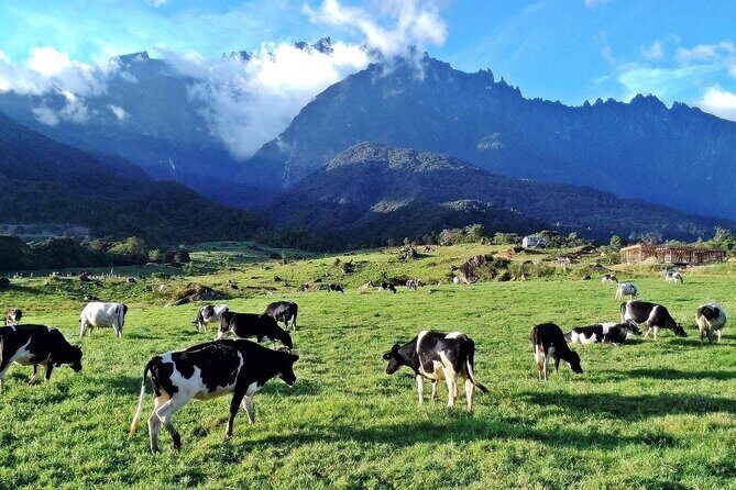 Private Desa Dairy Farm, Kinabalu National Park, Hot Spring & Canopy Walk Tour - Exploring Kampung Marakau: Fish Spa and Village Views