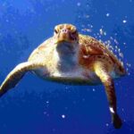 Private diving on shared trip at Racha Noi and Racha Yai from Phuket incl. lunch - Who Is This Tour Best For?