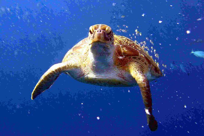 Private diving on shared trip at Racha Noi and Racha Yai from Phuket incl. lunch - Who Is This Tour Best For?