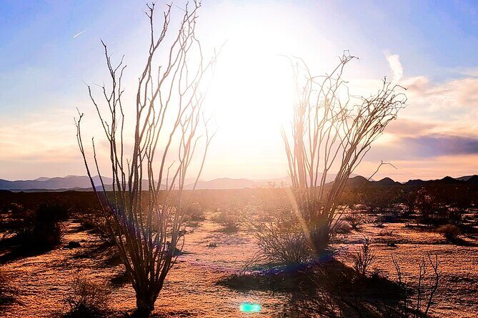 Private Driving and Hiking Tour in Joshua Tree National Park - A Deep Dive into the Experience