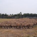 Private experience of visiting Quang Phu Cau incense village - Authentic Photos and Local Life