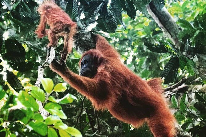 Private Full-Day Bukit Lawang Trekking Tour From Medan - Analyzing the Value and Practicalities