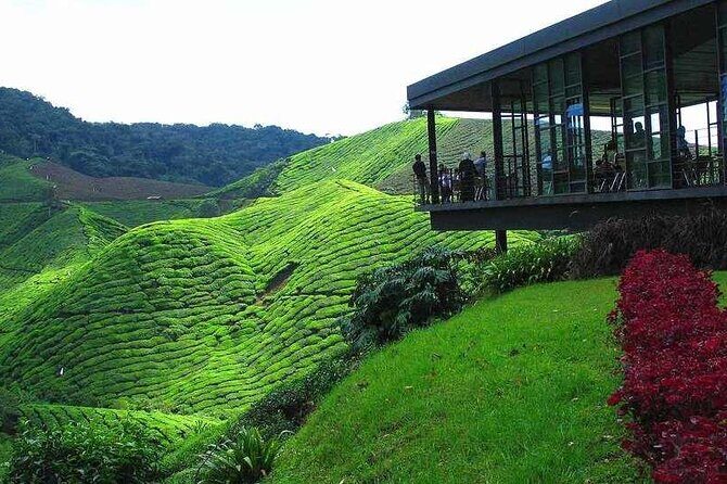 Private Full-Day Cameron Highlands Nature Tour from Kuala Lumpur - The Value of the Cameron Highlands Tour