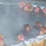 Private Full Day Guided Tour In Hakodate - Who Will Love This Tour?