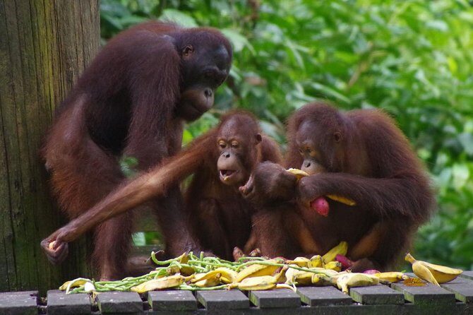 Private Full Day Sepilok Orang Utan, Bornean Sun Bear and Rainforest Discovery Center Tour - Who Should Book This Tour?