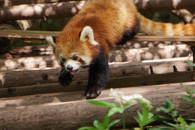 Private Full-Day Tour: Chengdu City Highlights - Practical Details and What to Expect