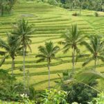 Private Full-Day Tour of West Bali with Hotel Pick Up - Detailed Breakdown of the Itinerary