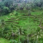 Private Full Day-Tour: Ubud Waterfall and Kintamani Volcano Trip - What Makes This Tour Valuable?