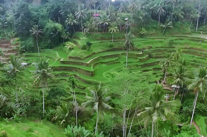 Private Full Day-Tour: Ubud Waterfall and Kintamani Volcano Trip - What Makes This Tour Valuable?