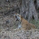 Private Full Day Trip to Ranthambore - Logistics and Practicalities