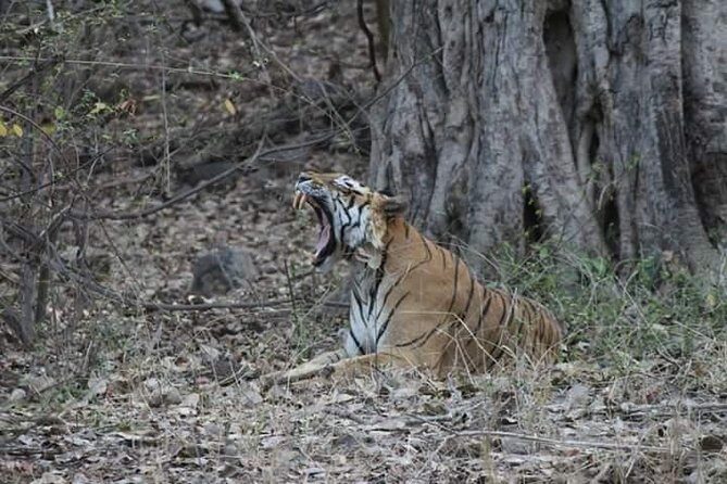Private Full Day Trip to Ranthambore - Logistics and Practicalities