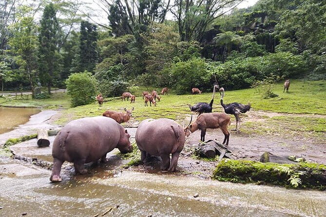 Private Full Day Trip to Taman Safari From Jakarta - Pricing and Value
