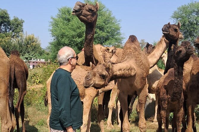 Private Golden Triangle Tour 5 Nights/6 Days - All Inclusive - Practical Tips and Insights