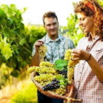 Private Grape stomping in Chianti from Florence - Overview of the Tour Experience