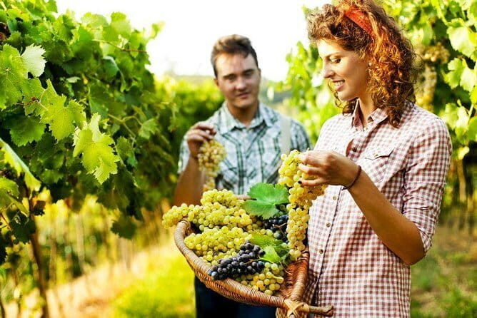Private Grape stomping in Chianti from Florence - Overview of the Tour Experience