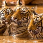 Private Guided Full-Day Ranthambore National Park Tour from Jaipur - The Value of This Tour
