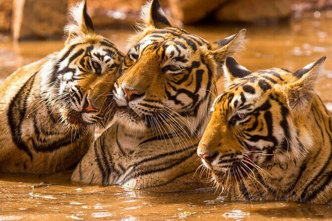 Private Guided Full-Day Ranthambore National Park Tour from Jaipur - The Value of This Tour