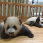 Private Half-Day Chengdu Panda Breeding Center Tour with Optional Volunteer - In-depth Look at the Itinerary