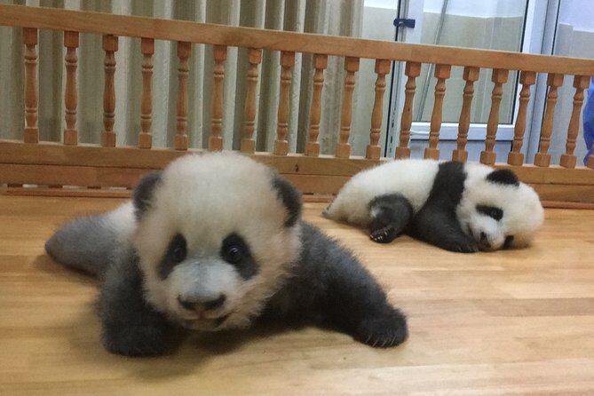 Private Half-Day Chengdu Panda Breeding Center Tour with Optional Volunteer - In-depth Look at the Itinerary