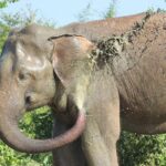 Private Half Day Safari in Udawalawe National Park - Transportation and Comfort