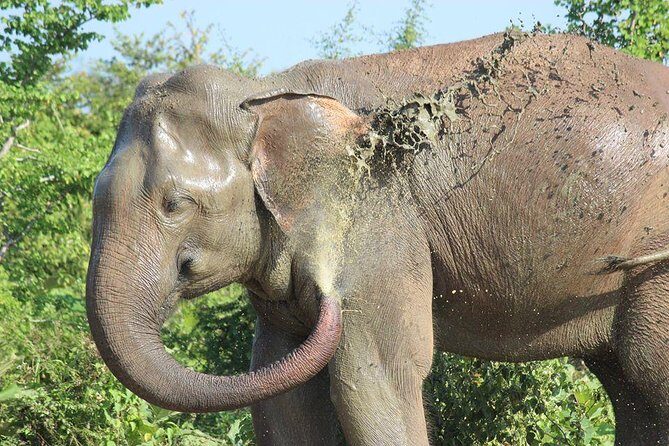 Private Half Day Safari in Udawalawe National Park - Transportation and Comfort