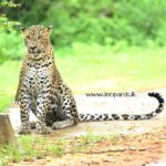 Private Half Day Safari Tour to Yala NP From Tangalle and Drop Back - The Experience Through the Eyes of Travelers