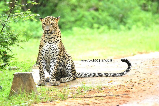 Private Half Day Safari Tour to Yala NP From Tangalle and Drop Back - The Experience Through the Eyes of Travelers