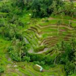 Private Half Day-Tour: Ubud Waterfall Trip - Real Traveler Insights: What Makes this Tour Stand Out