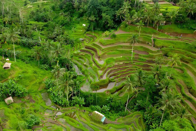 Private Half Day-Tour: Ubud Waterfall Trip - Real Traveler Insights: What Makes this Tour Stand Out