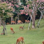 Private Japanese Ancient Tour from Kyoto to Nara - A Deep Dive into the Experience