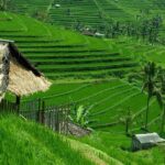 Private Jatiluwih Rice Terraces Heritage Site and Culture Tour - Authenticity and Insider Tips