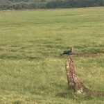 Private Jeep Safari at Minneriya National Park - The Sum Up
