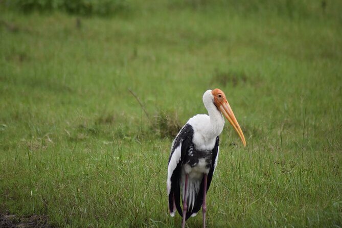 Private Jeep Safari at Minneriya National Park - Half Day Tour - Who Is This Tour Best For?