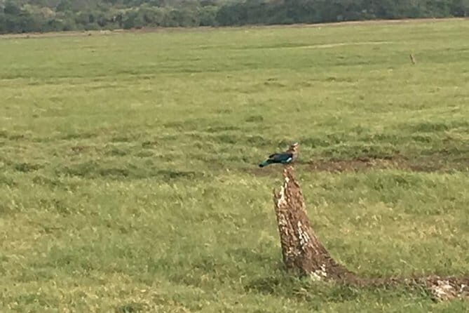 Private Jeep Safari at Minneriya National Park - The Sum Up
