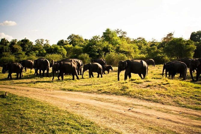 Private Jeep Safari To one of a Best National Park - Who Would Love This Tour?