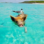 Private Longtail Boat Tour to Koh Madsum and Koh Tan with Lunch - The Experience and the Guides