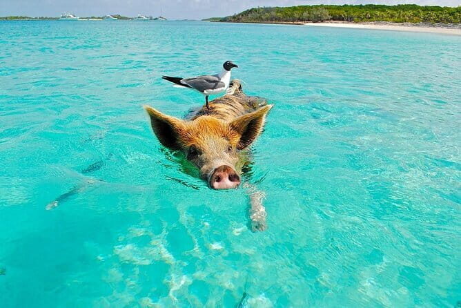 Private Longtail Boat Tour to Koh Madsum and Koh Tan with Lunch - The Experience and the Guides