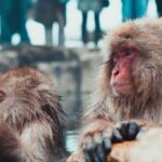 Private Nagano 1-Day Tour:Snow Monkeys,Zenko-ji,Obuse,Sake,Onsen - In-Depth Review of the Nagano Private Tour