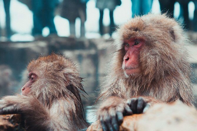 Private Nagano 1-Day Tour:Snow Monkeys,Zenko-ji,Obuse,Sake,Onsen - In-Depth Review of the Nagano Private Tour