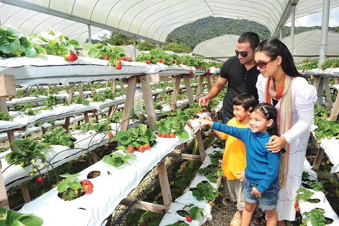 Private Nature Trip to Cameron Highlands from Kuala Lumpur - Who Would Love This Tour?