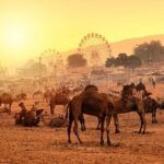 Private One Day Trip to Pushkar from Jaipur - Who Should Consider This Tour?