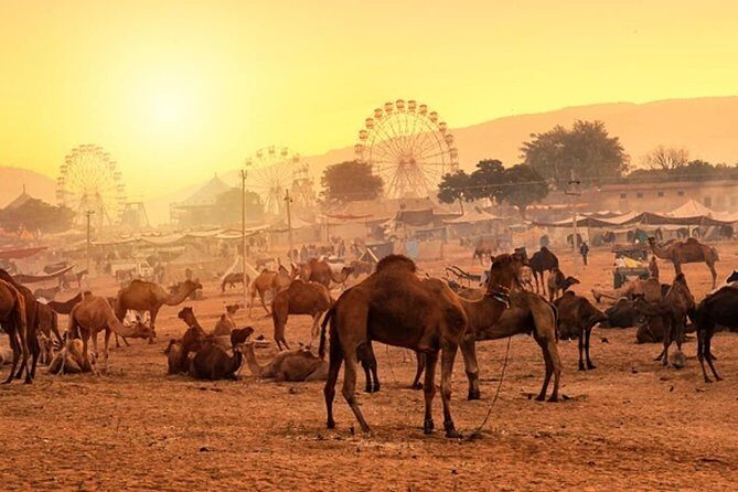 Private One Day Trip to Pushkar from Jaipur - Who Should Consider This Tour?